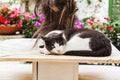 Cute cat in Sperlonga. Italy Royalty Free Stock Photo