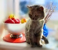 Cute Cat in the spring and blue glass vase plants a bouquet of willow at the top of the window animals enjoy the suns