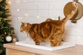 Cute cat is standing on a sink in front of a Christmas tree Royalty Free Stock Photo
