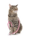 Cute cat with stethoscope as veterinarian doc Royalty Free Stock Photo