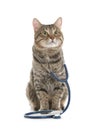 Cute cat with stethoscope as veterinarian doc on white Royalty Free Stock Photo