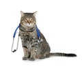 Cute cat with stethoscope as veterinarian on white Royalty Free Stock Photo