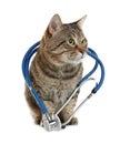 Cute cat with stethoscope as veterinarian on white Royalty Free Stock Photo
