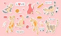 Cute cat stickers. Veterinary shopping. Kitty gifts. For pet portrait or invitation. Funny baby cuteness style. Cheerful