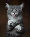 Cute cat sticking out tongue