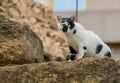 Cute cat on the stones of an archaeological Royalty Free Stock Photo