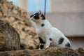 Cute cat on the stones of an archaeological Royalty Free Stock Photo