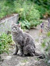 Cute cat sunbathing in the garden. Vertical image. Royalty Free Stock Photo