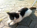 Cute Cat sunbathing in the yard Royalty Free Stock Photo