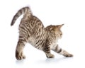 Cute cat tabby kitten stretching isolated on white background Royalty Free Stock Photo