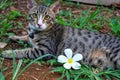 Cute cat tabby portrait with white flowers placed on the bed on the ground.