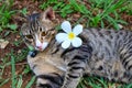 Cute cat tabby portrait with white flowers placed on the bed on the ground.