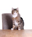 Cute cat on table Royalty Free Stock Photo