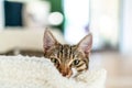 Cute Cat Taking A Nap Royalty Free Stock Photo