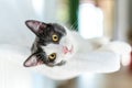 Cute Cat Taking A Nap Royalty Free Stock Photo