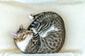 Cute Cat Taking A Nap Royalty Free Stock Photo