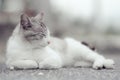 Cute cat taking a nap outside, chilling with eyes closed Royalty Free Stock Photo