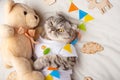 Cute cat with a teddy bear, on a light background with toys. Funny animals, with space for an inscription. Sweet dream Royalty Free Stock Photo