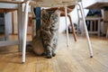 Cute cat with thick fur resting under the chair on wooden floor, gazing green eyes Royalty Free Stock Photo