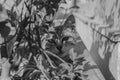 Cute cat in a tree black and white Royalty Free Stock Photo