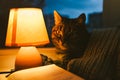Cat, table lamp and book. Cozy home in dusk Royalty Free Stock Photo