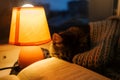 Cat, table lamp and book. Cozy home in dusk Royalty Free Stock Photo