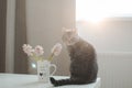 Cute cat and vase with flowers on the table. Lovely kitten posing with flowers in a cozy home interior. Royalty Free Stock Photo