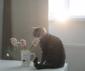 Cute cat and vase with flowers on the table. Lovely kitten posing with flowers in a cozy home interior Royalty Free Stock Photo