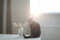 Cute cat and vase with flowers on the table. Lovely kitten posing with flowers in a cozy home interior Royalty Free Stock Photo