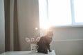 Cute cat and vase with flowers on the table. Lovely kitten posing with flowers in a cozy home interior Royalty Free Stock Photo