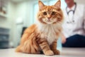 Cute cat at veterinary examination in medical clinic with vet male man doctor in background.