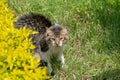 Cute and misterious black cat with yellow eyes hiding on a garden Royalty Free Stock Photo