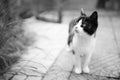 Cute cat walk in courtyard on the stone floor. Maneki neko kitty. Bw photo Royalty Free Stock Photo