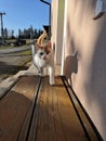 Cute cat walking on pier.