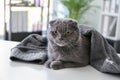 Cute cat after washing in grooming salon Royalty Free Stock Photo