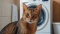 Cute cat washing machine Royalty Free Stock Photo