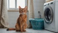 Cute cat washing machine laundry looking Royalty Free Stock Photo