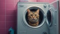 Cute cat in the washing machine Royalty Free Stock Photo