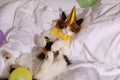 Cute cat wearing birthday hat and bow tie with bottle of whiskey on bed. After party hangover