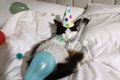 Cute cat wearing birthday hat and bow tie with bottle of whiskey on bed. After party hangover