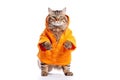 Cute cat wearing Chinese costume looks up at something curiously on white background. Royalty Free Stock Photo