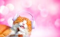 Cute cat wearing a headphone while eating ice cream Royalty Free Stock Photo