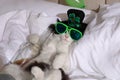 Cute cat wearing leprechaun hat and sunglasses with bottle of whiskey on bed. After party hangover