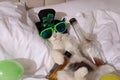 Cute cat wearing leprechaun hat and sunglasses with bottles of whiskey on bed. After party hangover