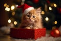 Cute cat wearing red sant christmas hat, christmas tree background. Royalty Free Stock Photo