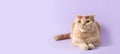 Cute cat wearing trendy sunglasses on his head lying on violet background. Pet shop poster, greeting card, calendar, veterinary