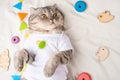 Cute cat, in a white T-shirt with children`s toys. Big kitty Royalty Free Stock Photo