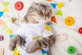Cute cat, in a white T-shirt with children`s toys. Big kitty Royalty Free Stock Photo