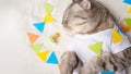Cute cat in a white T-shirt with children& x27;s toys. Sweet kitten, banner for design