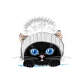 Cute cat in a winter hat with bubo